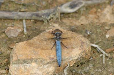 Orthetrum brunneum [Famille : Libellulidae]