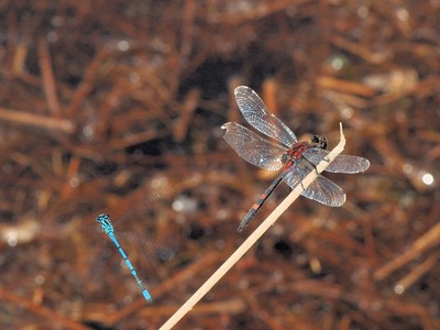 Leucorrhinia dubia [Famille : Libellulidae]