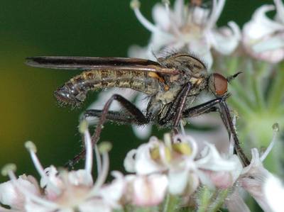 Empis tesselata [Famille : Empididae]