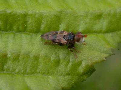 Myopa buccata [Famille : Conopidae]