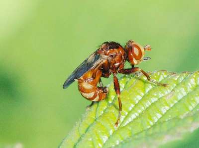 Sicus ferrugineus [Famille : Conopidae]