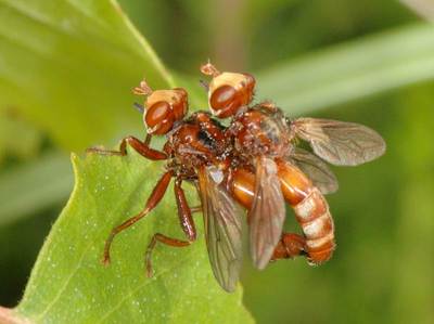 Sicus ferrugineus [Famille : Conopidae]