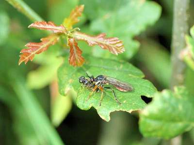 Dioctria rufipes [Famille : Asilidae]