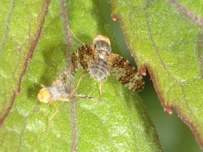 Oxyna parietina [Famille : Tephritidae]