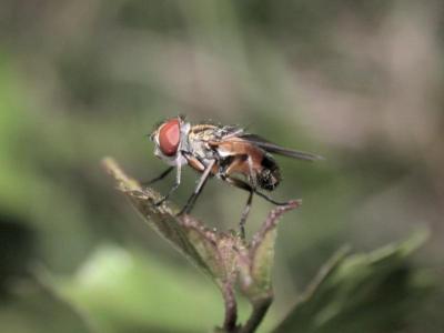 Ectophasia crassipennis [Famille : Tachinidae]