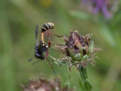 Physocephala species [Famille : Conopidae]