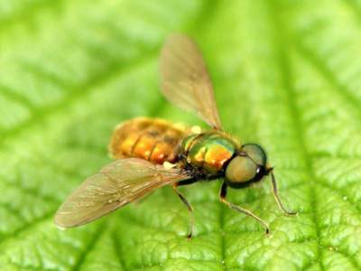 Chloromyia formosa [Famille : Stratiomyiidae]