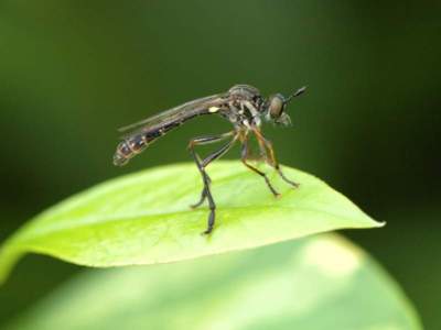 Dioctria hyalipennis [Famille : Asilidae]