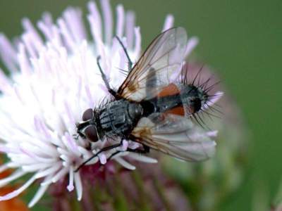 Eriothrix rufomaculata [Famille : Tachinidae]