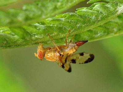 Xyphosia miliaria [Famille : Tephritidae]