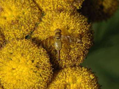 Chaetostomella cylindrica [Famille : Tephritidae]