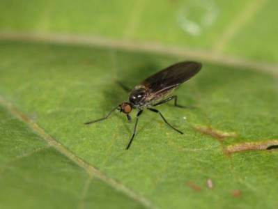 Rhamphomyia erythrophthalma [Famille : Empididae]