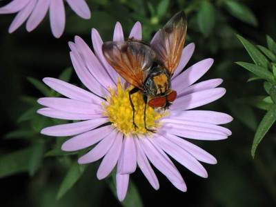 Phasia aurigera [Famille : Tachinidae]