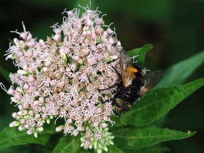 Nowickia ferox [Famille : Tachinidae]