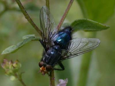 Cynomya mortuorum [Famille : Calliphoridae]