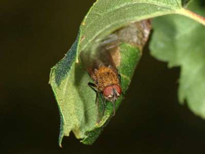 Pollenia species [Famille : Calliphoridae]