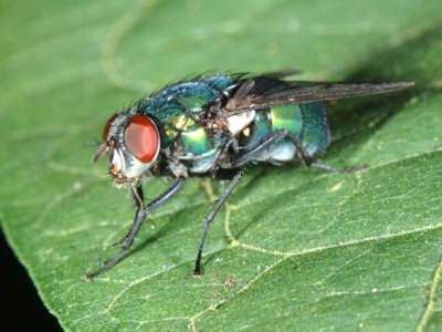 Lucilia species [Famille : Calliphoridae]