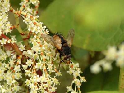 Tachina fera [Famille : Tachinidae]