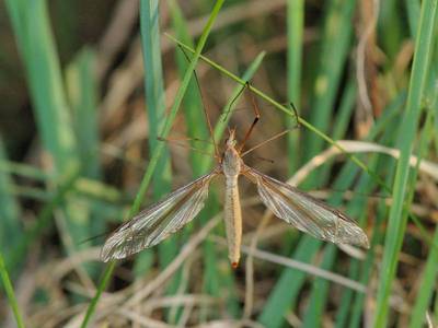 Tipula oleracea [Famille : Tipulidae]