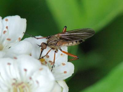 Empis opaca [Famille : Empididae]