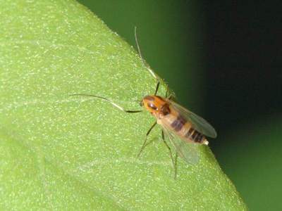 Genre non dtermin [Famille : Chironomidae]