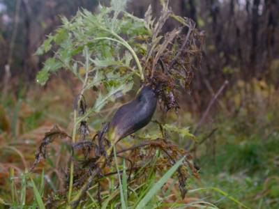 Urophora cardui [Famille : Tephritidae]