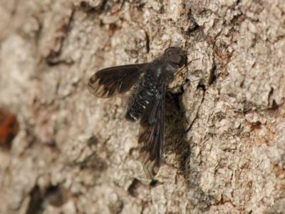 Anthrax anthrax [Famille : Bombyliidae]