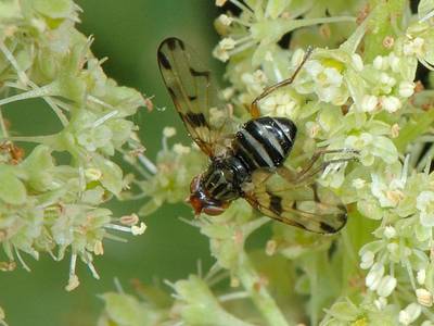 Otites formosa [Famille : Ulidiidae]