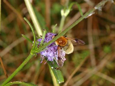 Arctophila fulva [Famille : Syrphidae]