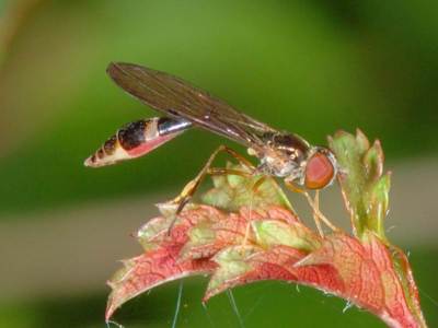 Baccha elongata [Famille : Syrphidae]