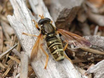 Caliprobola speciosa [Famille : Syrphidae]