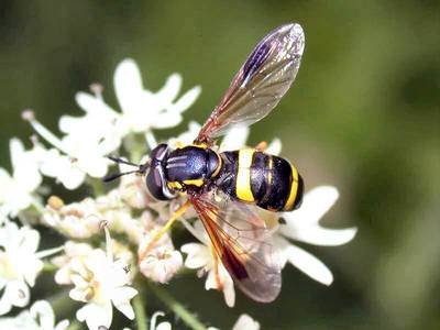 Chrysotoxum bicinctum [Famille : Syrphidae]