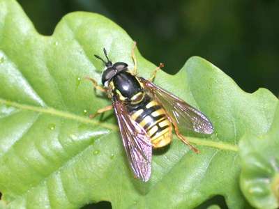 Chrysotoxum cautum [Famille : Syrphidae]