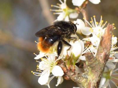 Criorhina ranunculi [Famille : Syrphidae]