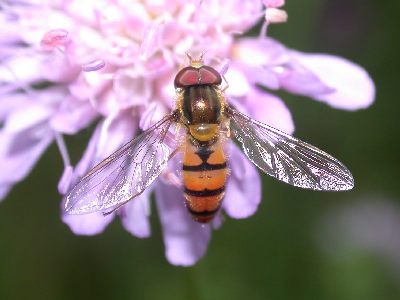 Episyrphus balteatus [Famille : Syrphidae]