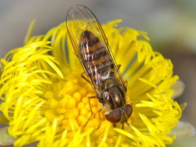 visiteur : Episyrphus balteatus