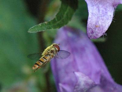 Episyrphus balteatus [Famille : Syrphidae]