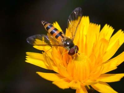 Episisyrphus cinctellus [Famille : Syrphidae]