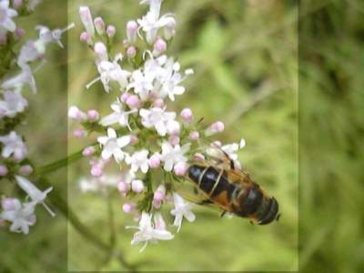 Eristalis horticola [Famille : Syrphidae]