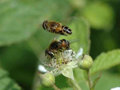 Eristalis nemorum [Famille : Syrphidae]