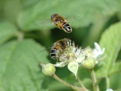 Eristalis nemorum [Famille : Syrphidae]