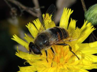 Eristalis tenax [Famille : Syrphidae]