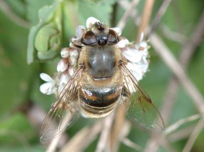 Eristalis tenax [Famille : Syrphidae]