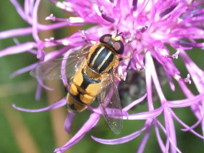 Helophilus hybridus [Famille : Syrphidae]