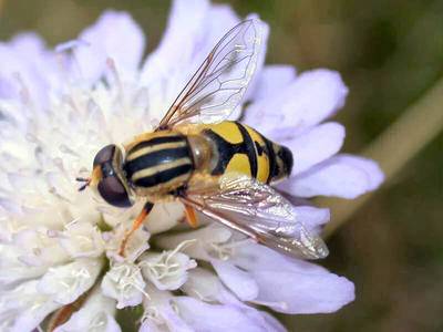 Helophilus trivittatus [Famille : Syrphidae]