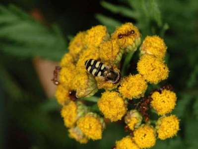 Eupeodes corollae [Famille : Syrphidae]