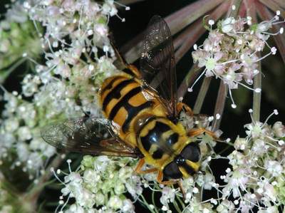 Myathropa florea [Famille : Syrphidae]