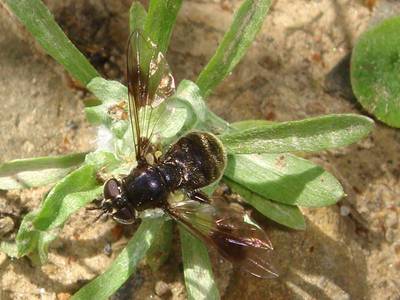 Pipiza lugubris [Famille : Syrphidae]