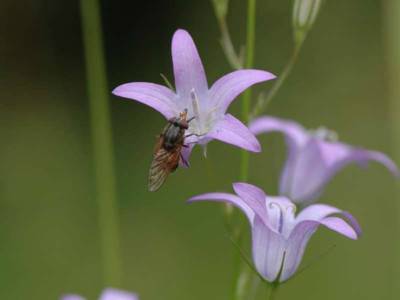 Rhingia campestris [Famille : Syrphidae]