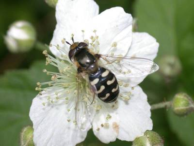 Scaeva pyrastri [Famille : Syrphidae]